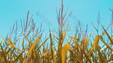 黄色生活方式有机玉米田干熟玉米的农业。 概念玉米收获天然产品农业